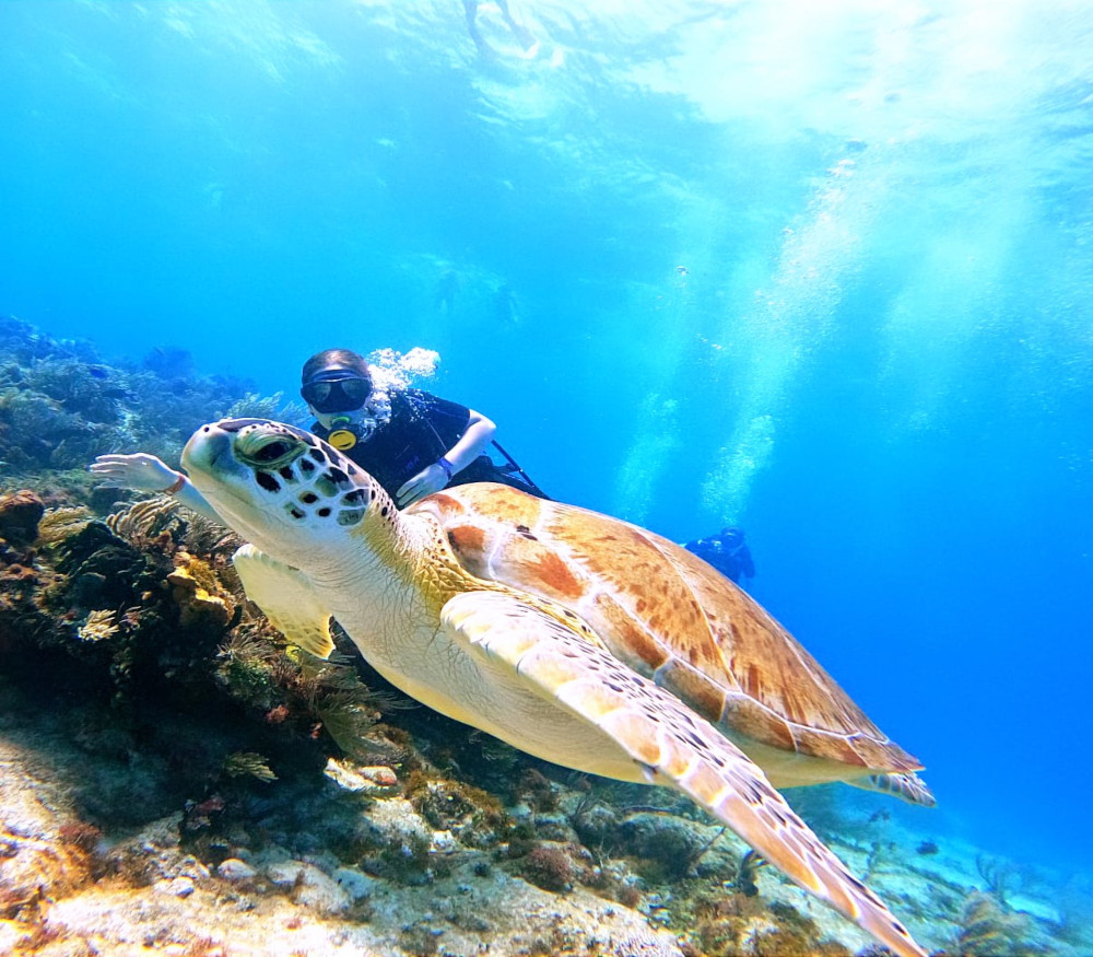 Reef dive